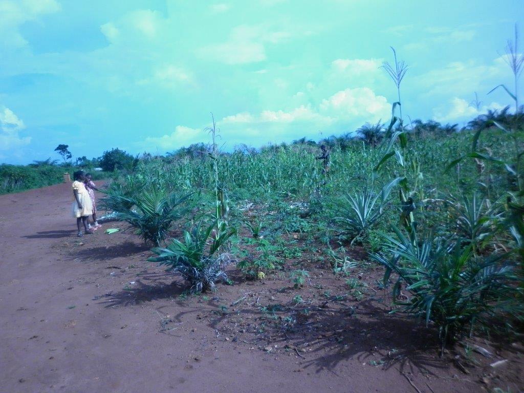 plantations Bimbo